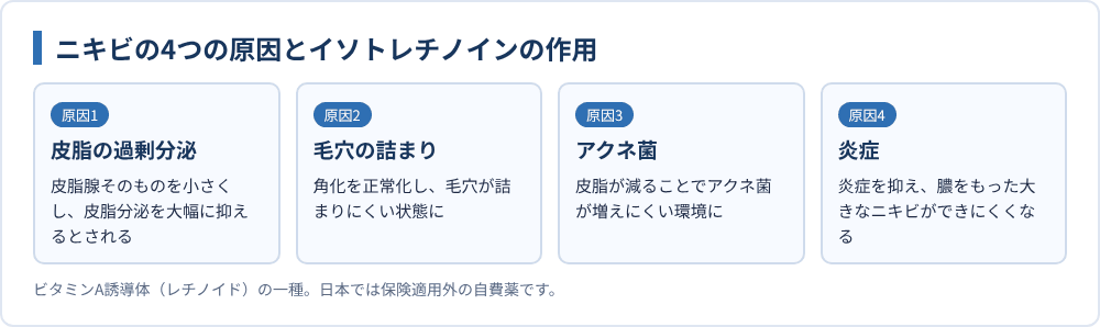 ニキビの4つの原因とイソトレチノインの作用
